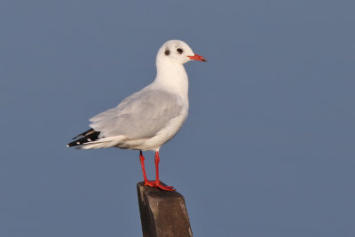 Skrattms - Black-headed Gull (Larus ridibundus)