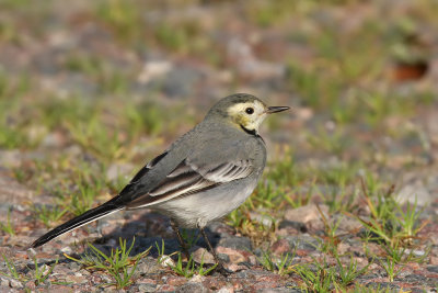 Sdesrla - White Wagtail (Motacilla alba)