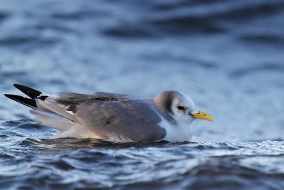 Tretig ms - Kittiwake (Rissa tridactyla)