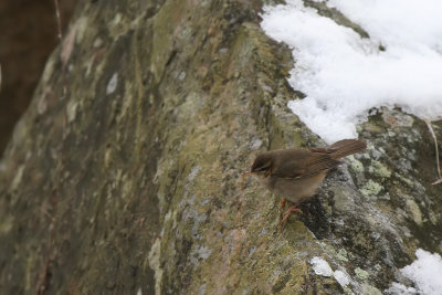 Brunsngare - Dusky Warbler (Phylloscopus fuscatus)