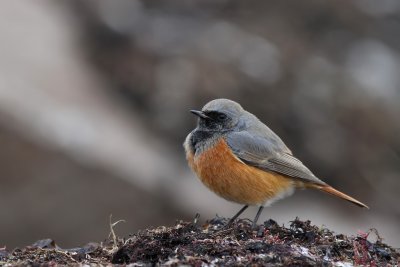 stlig svart rdstjrt - Eastern Black Redstart (Phoenicurus ochruros phoenicuroides)