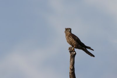Banded kestrel - (Falco zoniventris)