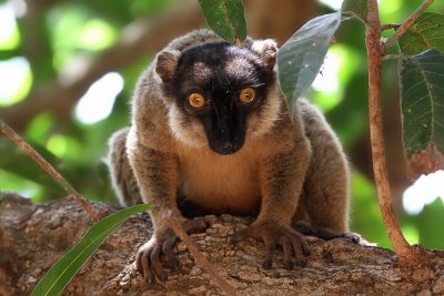Common brown lemur - (Eulemur fulvus)