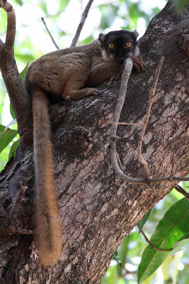 Common brown lemur - (Eulemur fulvus)