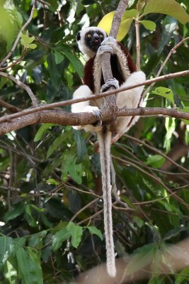 Coquerels sifaka - (Propithecus coquereli)