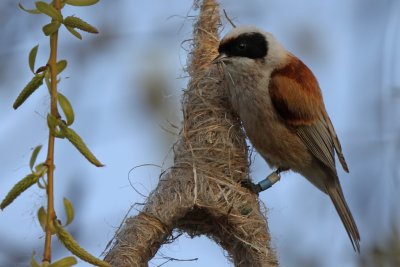 Pungmes - Penduline Tit (Remiz pendulinus)