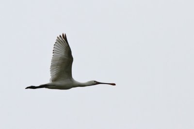Skedstork - Spoonbill (Platalea leucorodia)