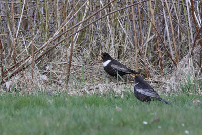 Ringtrast - Ring Ouzel (Turdus torquatus)