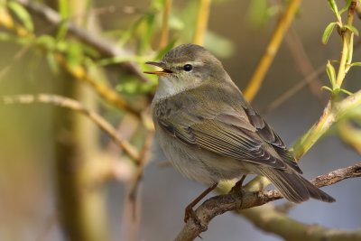 Lvsngare - Willow Warbler (Phylloscopus trochilus)