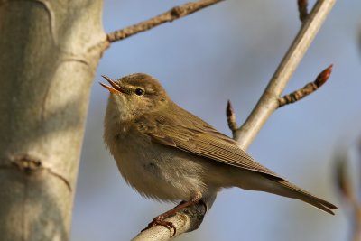 Lvsngare - Willow Warbler (Phylloscopus trochilus)