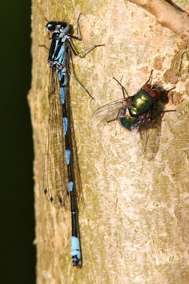 Mrk lyrflickslnda-Variable damselfly (Coenagrion pulchellum)