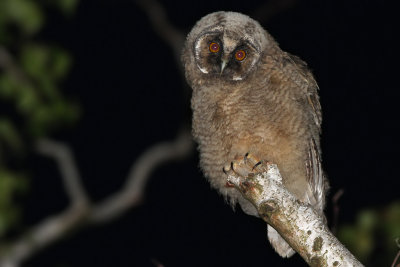 Hornuggla	- Long-eared Owl (Asio otus)