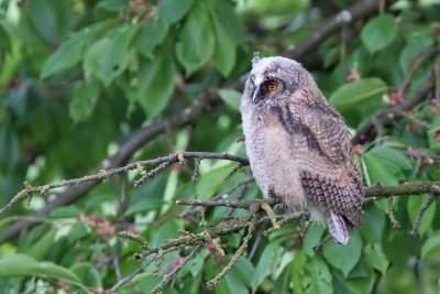 Hornuggla	- Long-eared Owl (Asio otus)