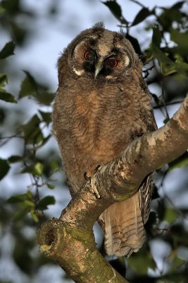 Hornuggla	- Long-eared Owl (Asio otus)