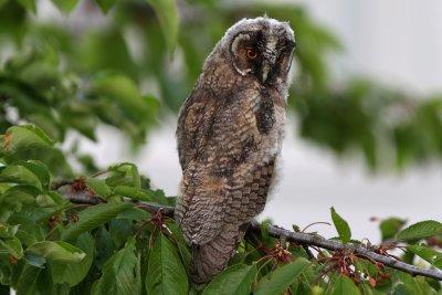 Hornuggla	- Long-eared Owl (Asio otus)