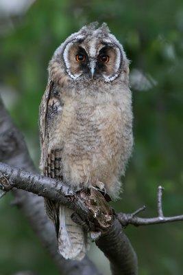 Hornuggla	- Long-eared Owl (Asio otus)