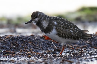 Roskarl - Ruddy Turnstone (Arenaria interpres)