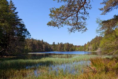 Glen Tanar Lochan