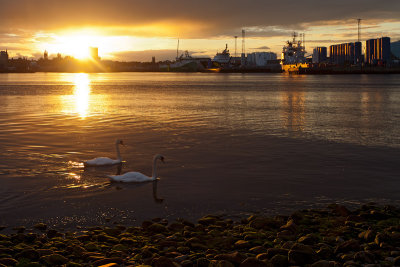 Harbour Swans