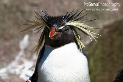 Edinburgh Zoo