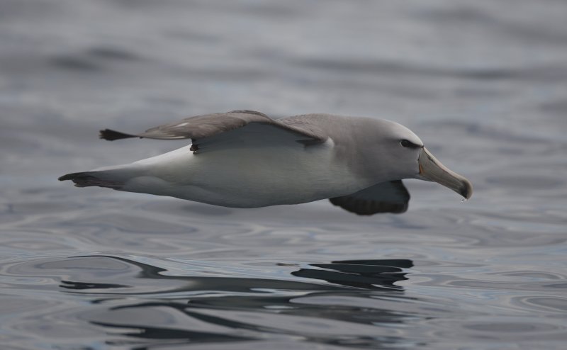 Salvins albatross