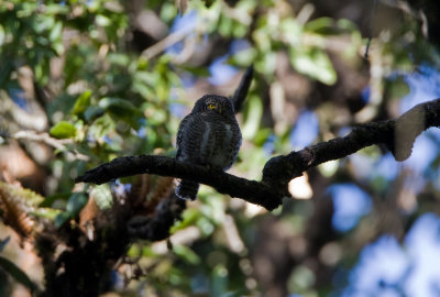 Collared owlet, Pangot