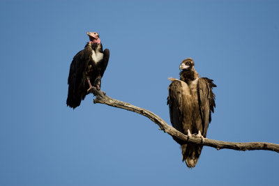 Red-heaed and Black vulture, Corbett