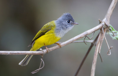 Grey-headed canary flycatcher, Garden valley