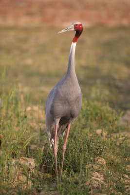 Sarus crane, Chambal river
