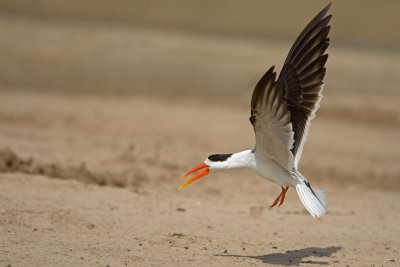Indian skimmer, Chambal river