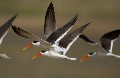 Indian skimmer, Chambal river