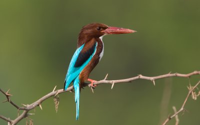 White-breasted kingfisher, Chambal river