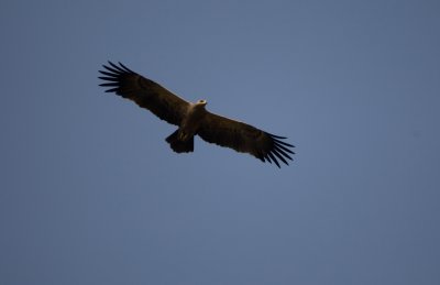 Tawny eagle, Chambal river