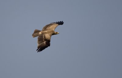 Tawny eagle, Chambal river