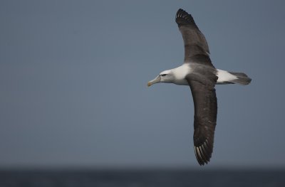 White-capped albatross