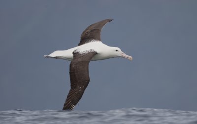 Northern royal albatross