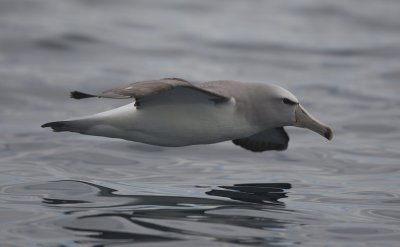 Salvin's albatross