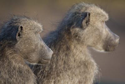 Baboons, Kruger