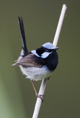 Superb fairywren