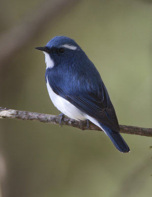 Ultramarine flycatcher, Pangot