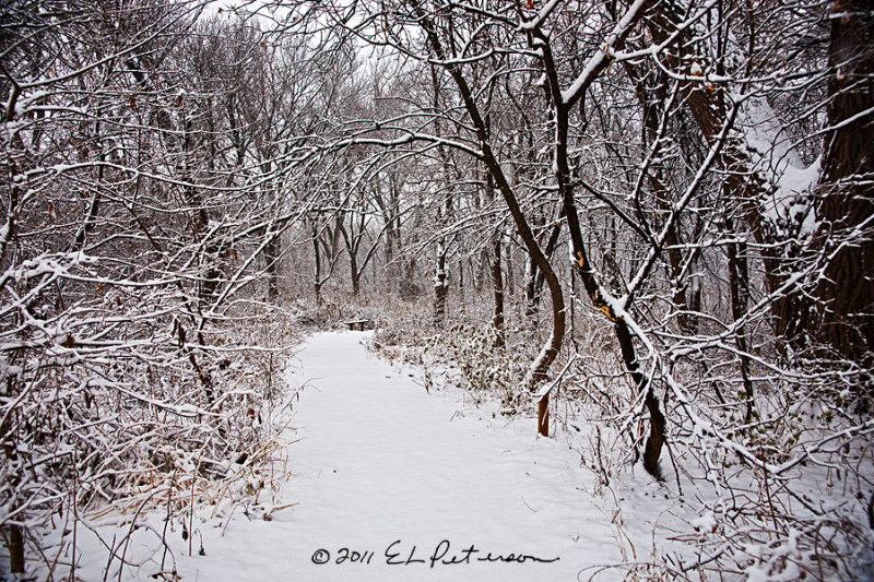First snow of the year really transforms this area into a winter wonderland. No one has ventured in yet.
An image may be purchased at http://edward-peterson.artistwebsites.com/featured/winter-path-edward-peterson.html