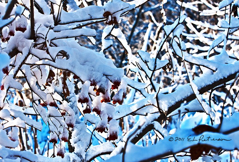 Winter provides a different kind of color. These berries really stand out in the snow.
An image may be purchased at http://edward-peterson.artistwebsites.com/featured/berries-on-ice-edward-peterson.html