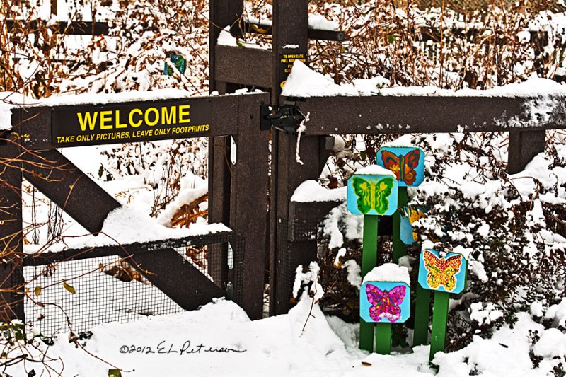 Snow and butterflies don't normally go together but here they do.
An image may be purchased at http://edward-peterson.artistwebsites.com/featured/winter-butterflies-edward-peterson.html