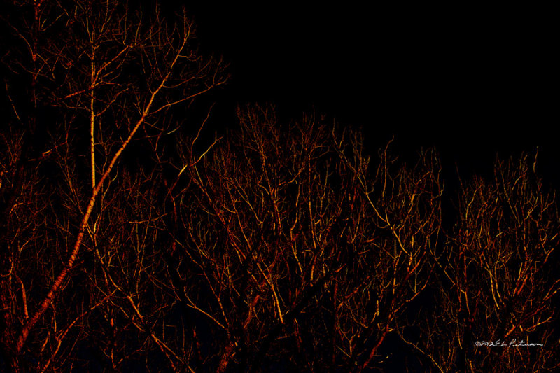 The sun was setting and the gold color was bouncing off the tree limbs against the blue sky. By playing with the gray point setting it turned into something different than the normal tree, sunset sky photograph.
An image may be purchased at http://edward-peterson.artistwebsites.com/featured/sun-bounce-edward-peterson.html