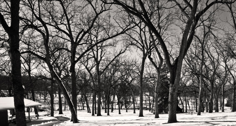 Walnut Grove park is pretty bare but a very nice scene.
An image may be purcdhased at http://edward-peterson.artistwebsites.com/featured/bare-edward-peterson.html