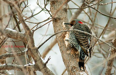 A Yellow-shafted Northern Flicker digging into a tree.