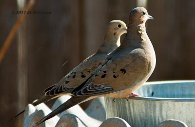 Two Mourning Doves.