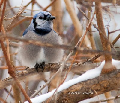 A Bluejay thinking about coming into the feeders.