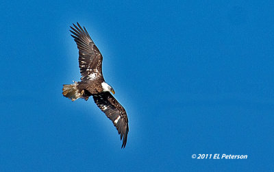 Pacific Junction Bald Eagle.