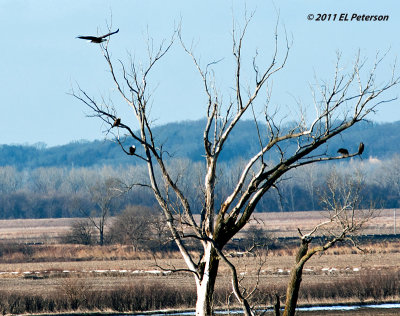 Lots of Bald Eagles to watch.